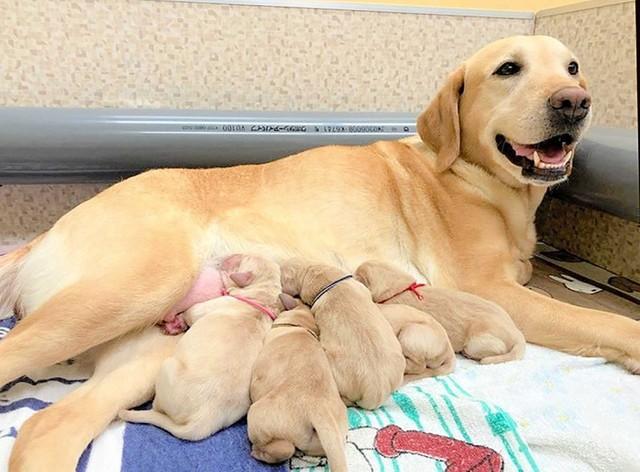 子犬に授乳させる母犬（写真はイメージ）