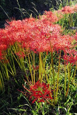 「お彼岸」の頃、真っ赤に咲く彼岸花。その妖艶で情熱的な見た目と共に数々の伝承がある