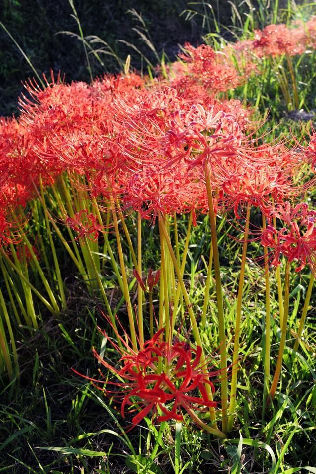 「お彼岸」の頃、真っ赤に咲く彼岸花。その妖艶で情熱的な見た目と共に数々の伝承がある