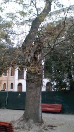イタリアのベネチアで目撃した「人面樹」。目と口を大きく開け、「もがき苦しむような表情」にも見えるという（撮影・深月ユリア）