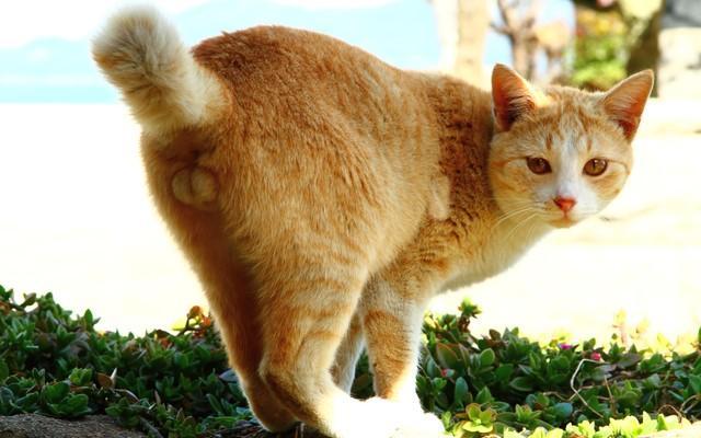 にゃんたま様 モフモフな“にゃんたま”に猫の愛らしさ、おかしみ増幅 マニアックな