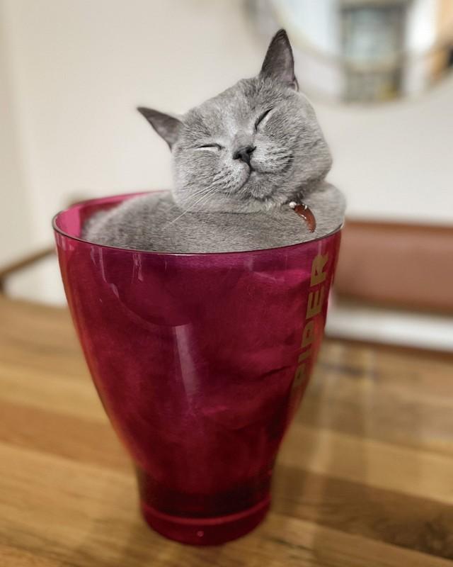 「ねこは液体」（青月社）のカバーに登場したサラ