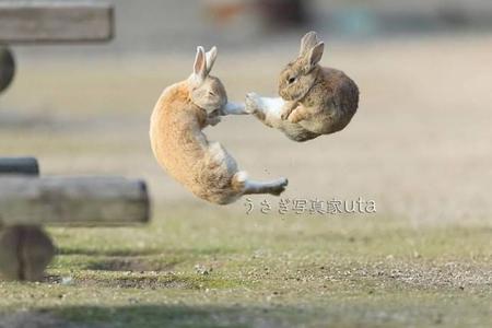 ケンカしてジャンプキック！ 飛躍の卯年らしく躍動感あふれるうさぎの