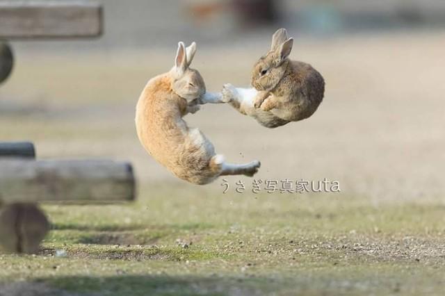 ケンカしてジャンプキック！ 飛躍の卯年らしく躍動感あふれるうさぎの