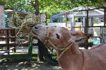 ロバのハル（提供・京都市動物園）