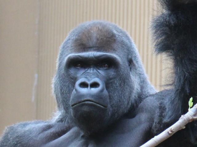 モモタロウ（提供・京都市動物園）