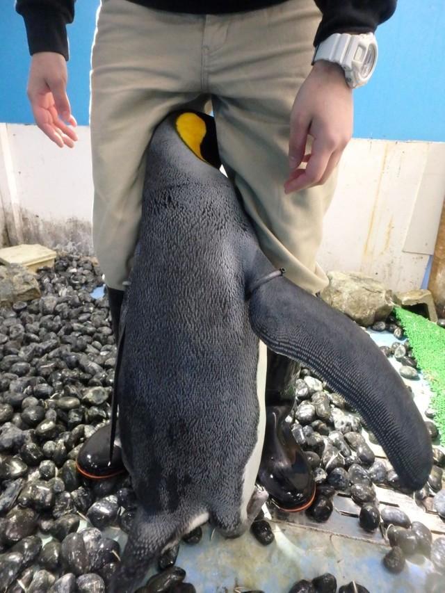 成長しても変わらないオウサマペンギン（提供・海遊館）