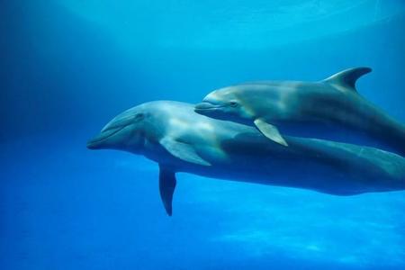 母のキアと子どものツムギ（2022年11月28日撮影＝提供・京都水族館）