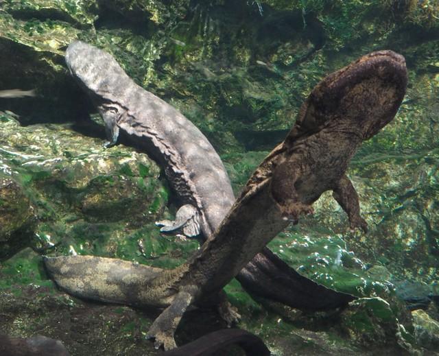 京都水族館のオオサンショウウオ
