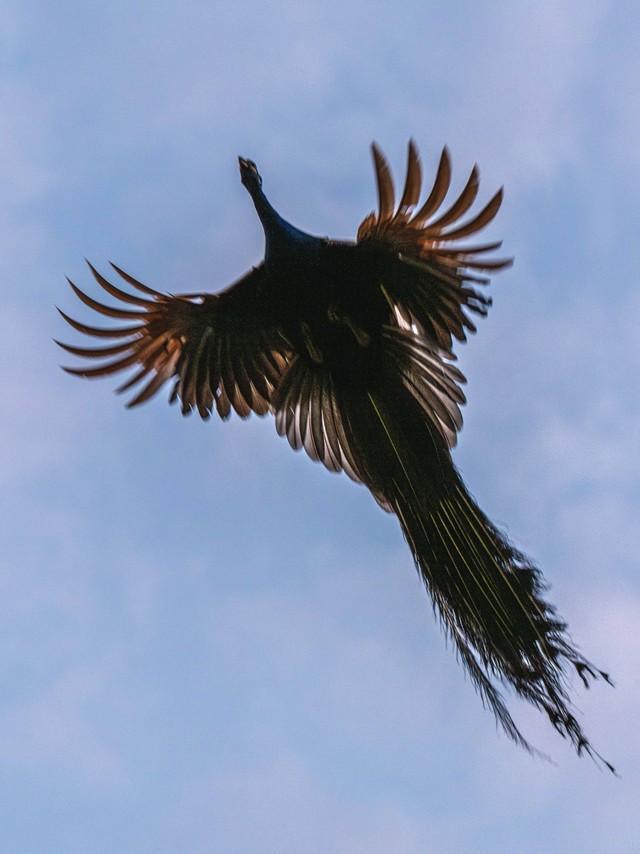 まるで「火の鳥みたい」 空飛ぶ孔雀の美しさに圧倒！茨城県・雨引観音