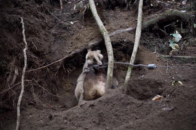 こちらは一昨年12月に捕獲したアナグマの画像（Xアカウント「森の下の中の人」提供）