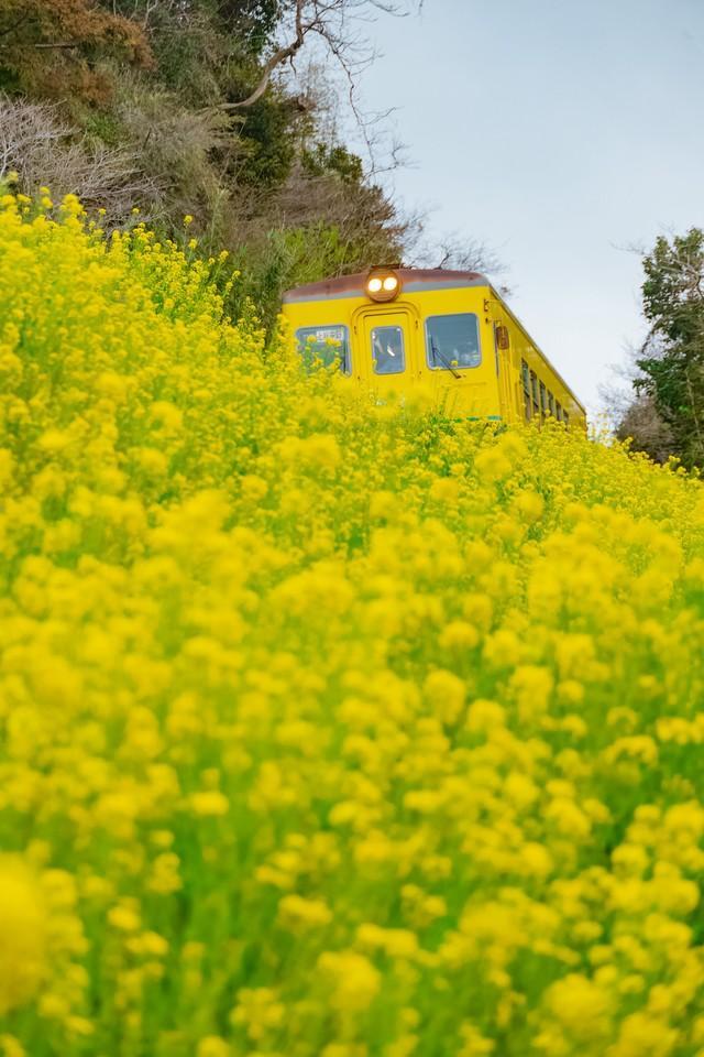 「菜の花とかくれんぼ。」と添えて投稿された写真（栗原悠人さん提供）