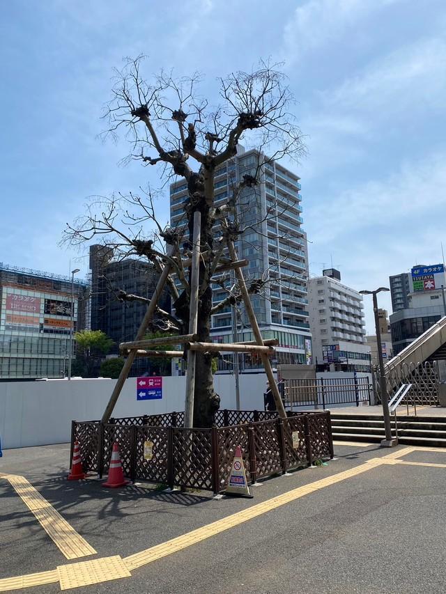 調布駅前にある「英霊の木」謎めく由来の先に見えた人々の尊い思い 新選組局長・近藤勇との関係も /サブカル系/芸能/デイリースポーツ online