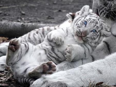 「絶対に飼えないけどペット部門1位」猛獣の“ほぼネコ”写真集、勢い止まらん！発売5カ月で4度目の重版