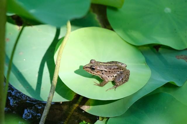 松尾芭蕉のあの名句が現代版でよみガエル？