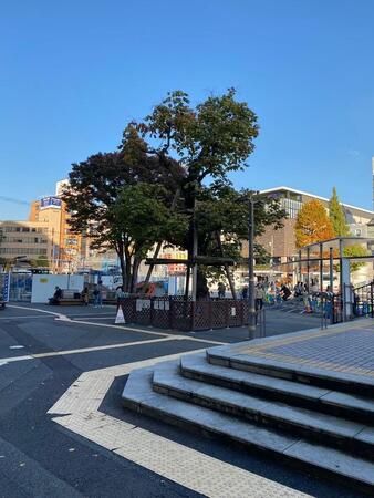 英霊の木（24年11月27日撮影）