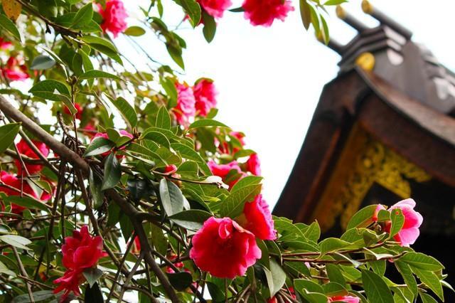 多田神社の唐椿
