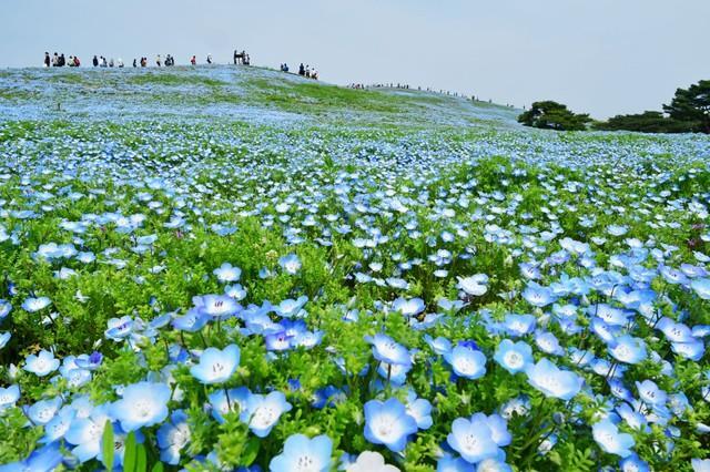 国営ひたち海浜公園のネモフィラが見頃に