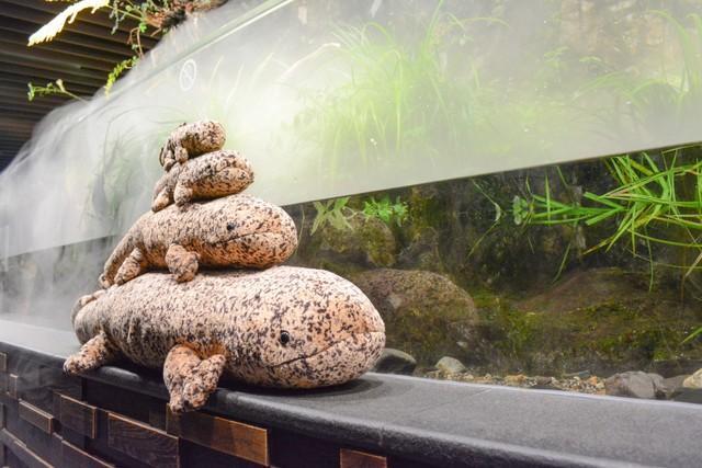 巨大オオサンショウウオぬいぐるみが愛され続ける理由 来館者メロメロ