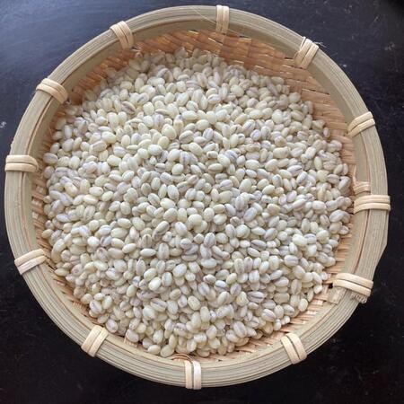 ブーム到来中？今までの麦とは一味違う「もち麦とは」？