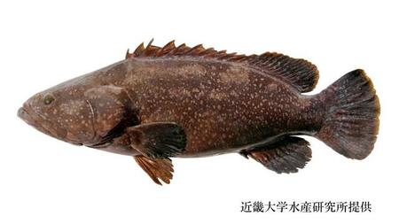 これがクエタマ　提供：近畿大学