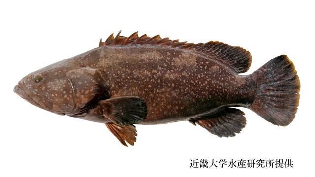 これがクエタマ　提供：近畿大学