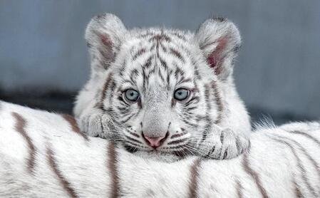 写真集「とらのこ」（辰巳出版）より럫・RIKU