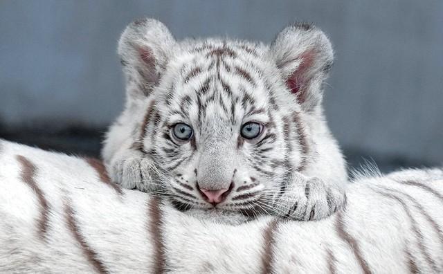 写真集「とらのこ」（辰巳出版）より럫・RIKU