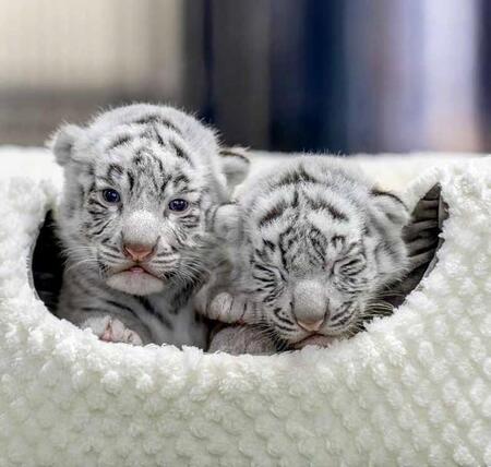 写真集「とらのこ」（辰巳出版）より럫・RIKU