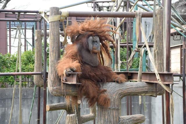 個性的すぎるヘアスタイルのオランウータン。オスのイーバン