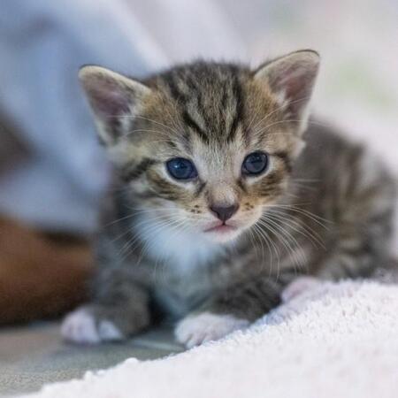 録音された鳴き声で子猫を救出！