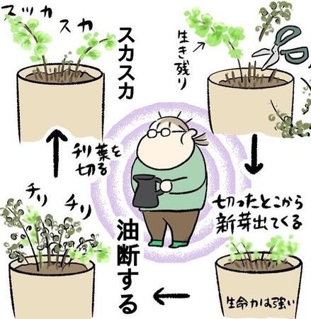 どう頑張っても油断した瞬間に弱っていくアジアンタム（もっこさん提供）