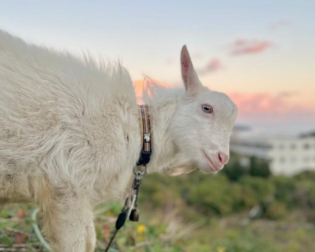 注目のヤギ除草とは？