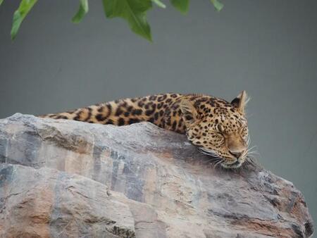 ぐっすり眠るピンちゃん（福山市立動物園提供）