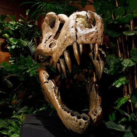 トゲだらけの恐竜が話題に