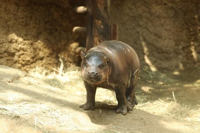 モッチリつやつや！かわいすぎる珍獣「コビトカバ」の赤ちゃん　神戸どうぶつ王国で一般公開中