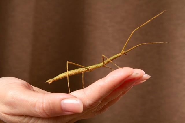 画像はイメージです（rodimovpavel／stock.adobe.com）