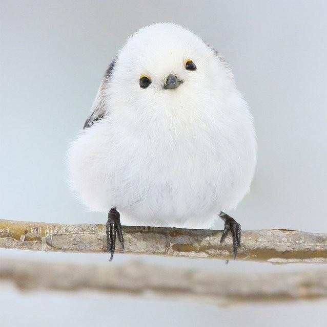 シマエナガ写真1（やなぎさわごうさん提供）