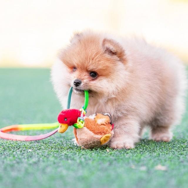 犬が、おもちゃ依存症になる可能性あり!?