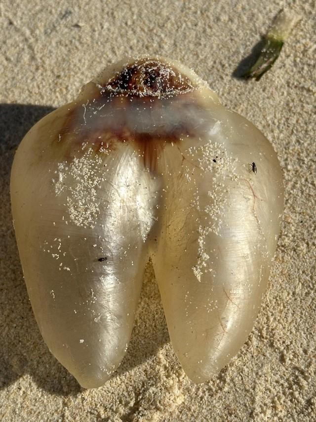 Shizukaさんが発見した謎の物体（Shizukaさん提供）