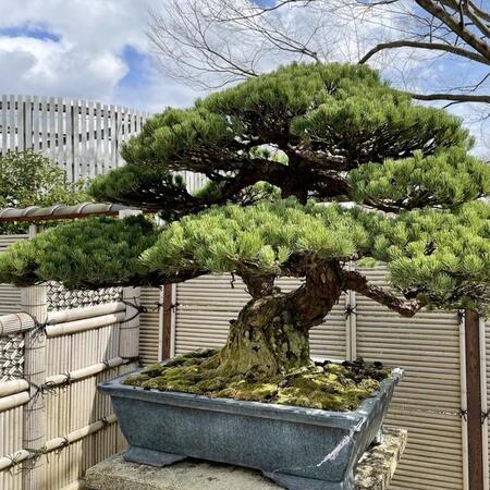 実はとんでもなく高額で取引されることがある盆栽　※画像はイメージです（3Tmom/photoAC）