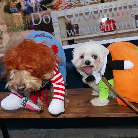 ハロウィンにペットに仮装は有罪の可能性