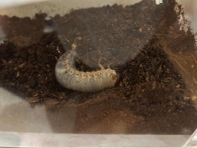 akimiさんが飼っている幼虫（akimiさん提供）