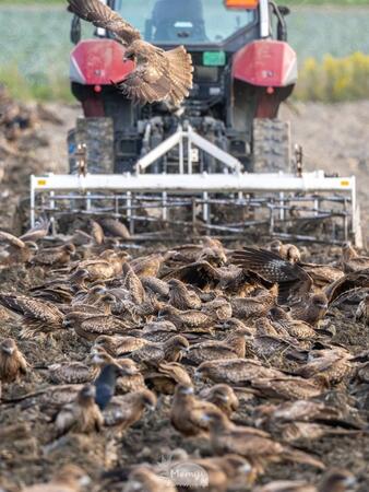 一面がトビだらけ！（もみじ卍ゅうさん提供）