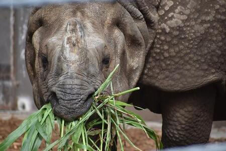 餌を食べるナラヤニさん