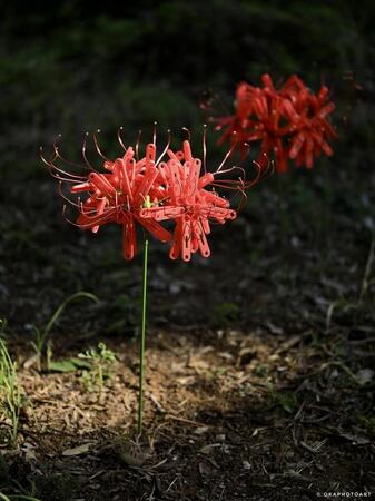 森の中の彼岸花と思いきや、洗濯ばさみ