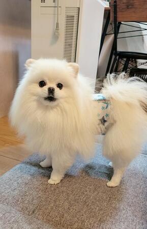 ポメラニアンのこめた君