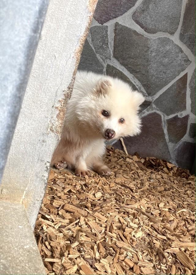 ひょっこり冬毛のアキラさん　写真提供：周南市徳山動物園