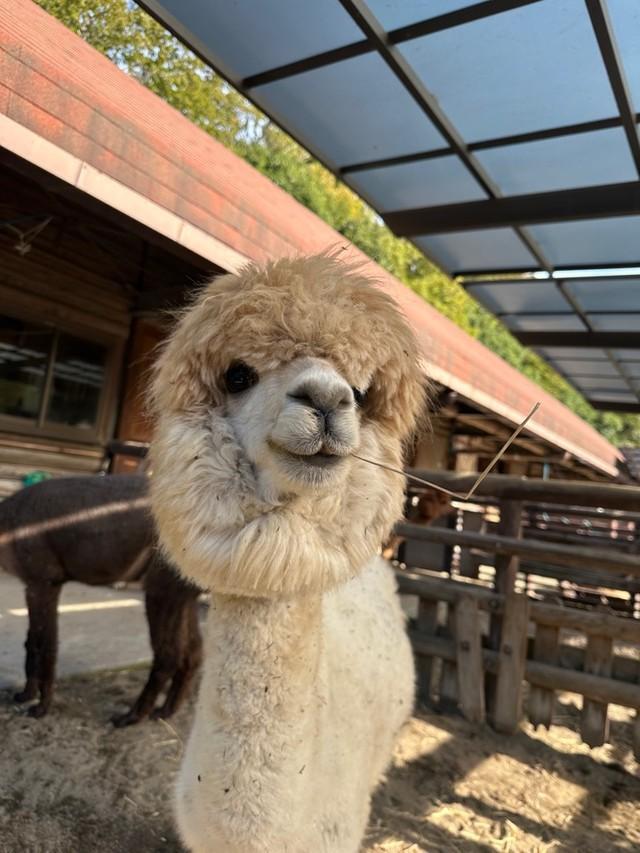 V…？何かのメッセージなのだろうか？