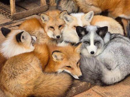 こちらが話題のキツネ団子